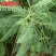 田箐种子，果园土壤改善碱菁涝豆耐涝耐旱耐盐碱田青牧草绿肥