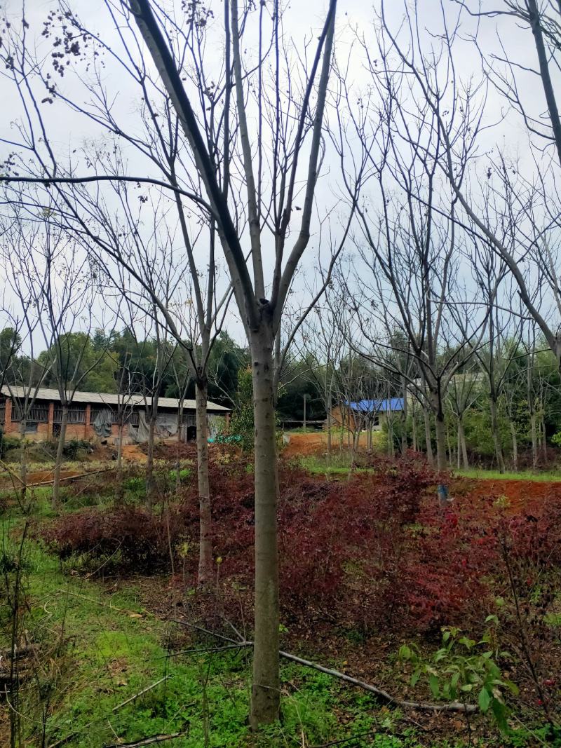 米径13～15cm
