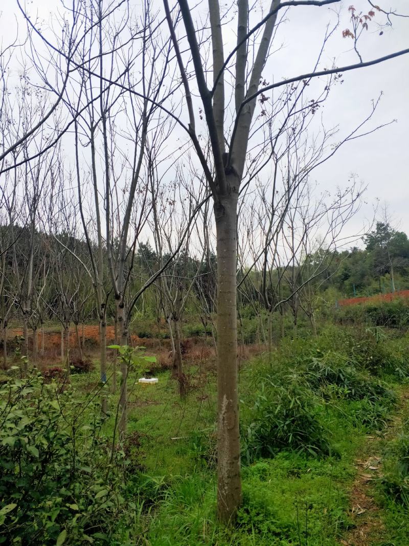 米径13～15cm