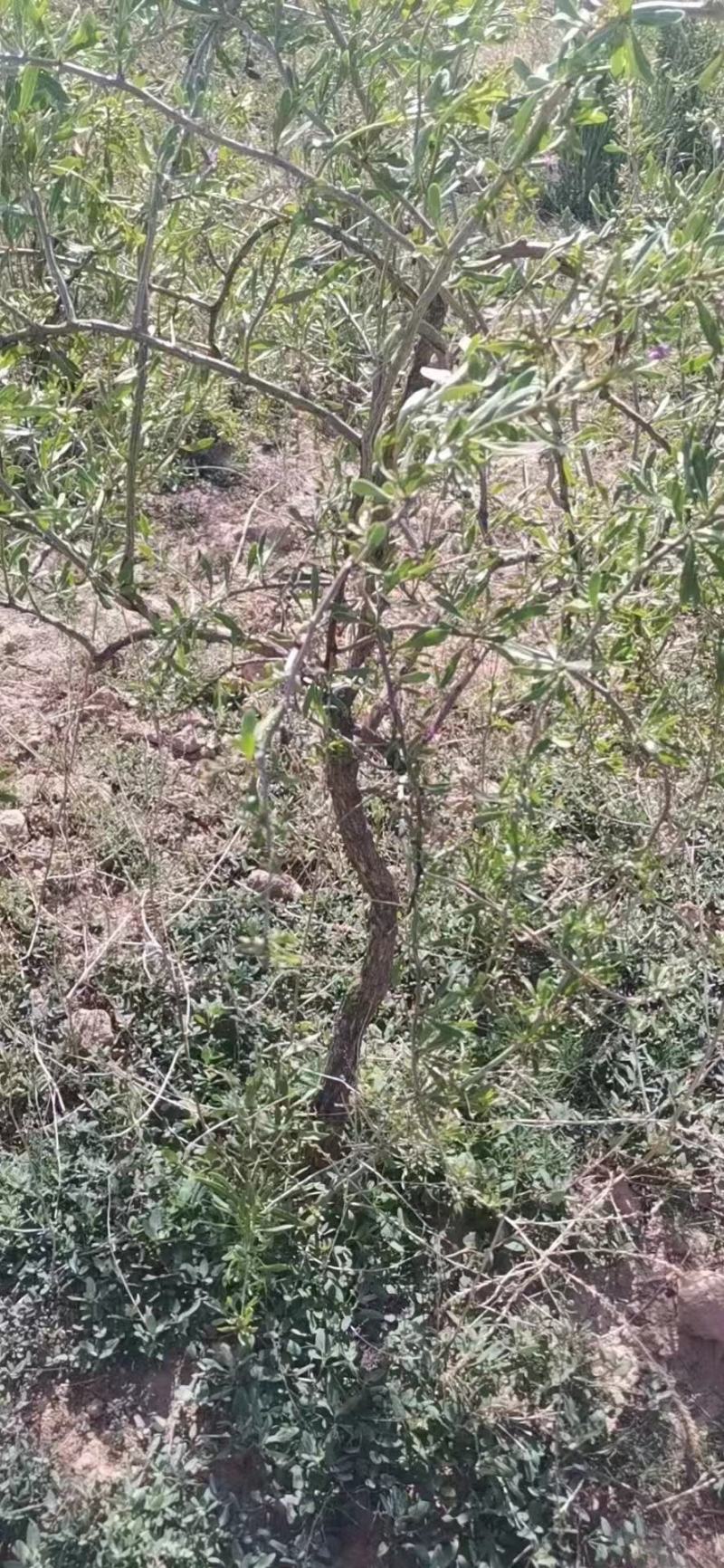 枸杞树苗