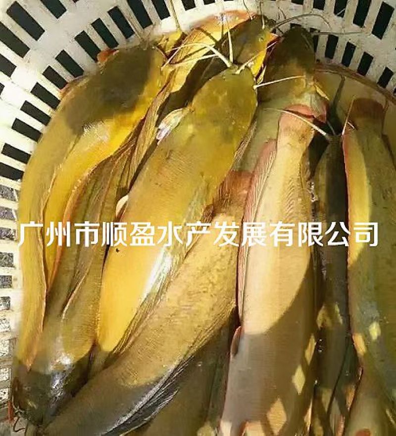 本地塘鲺鱼苗8须胡子鲶鱼苗三黄塘鲺塘角鱼活体淡水养殖鱼苗