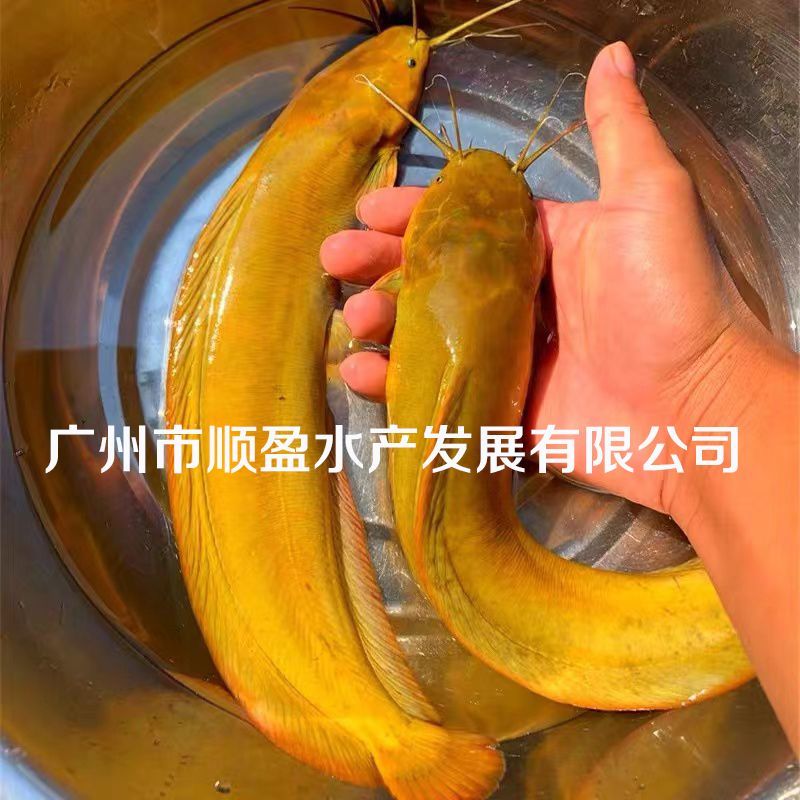 本地塘鲺鱼苗8须胡子鲶鱼苗三黄塘鲺塘角鱼活体淡水养殖鱼苗