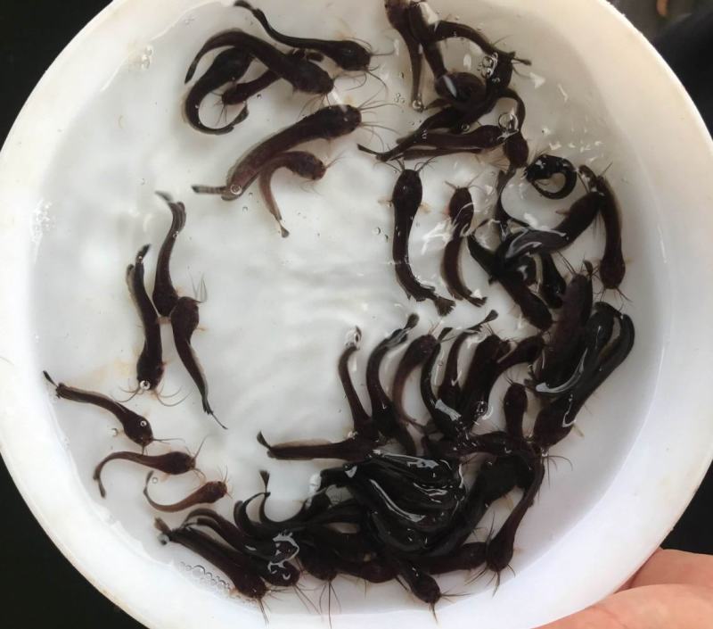 本地塘鲺鱼苗8须胡子鲶鱼苗三黄塘鲺塘角鱼活体淡水养殖鱼苗