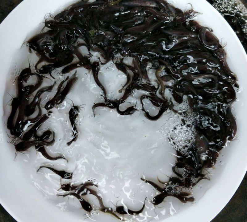 本地塘鲺鱼苗8须胡子鲶鱼苗三黄塘鲺塘角鱼活体淡水养殖鱼苗