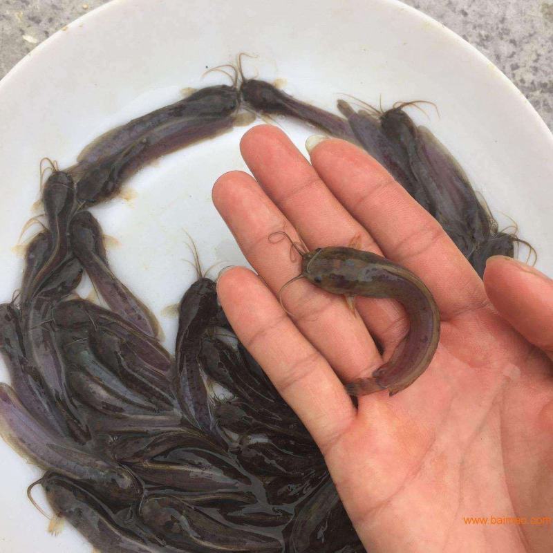 本地塘鲺鱼苗8须胡子鲶鱼苗三黄塘鲺塘角鱼活体淡水养殖鱼苗