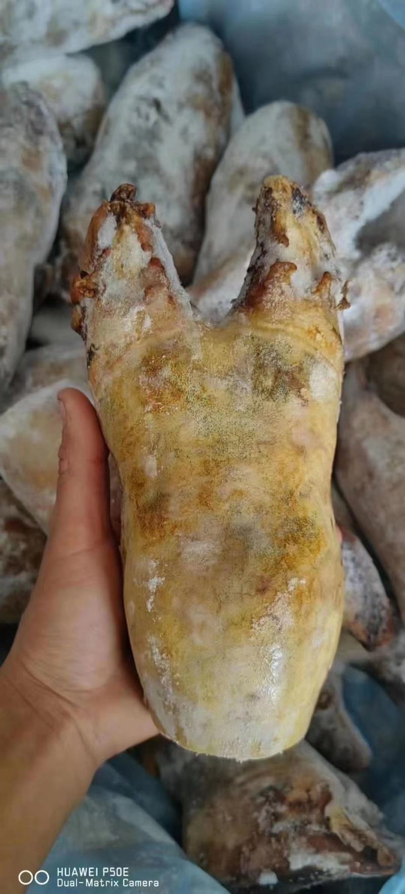 【火烧牛蹄】火烧牛蹄短蹄带筋四川直发厂家货源稳定电联