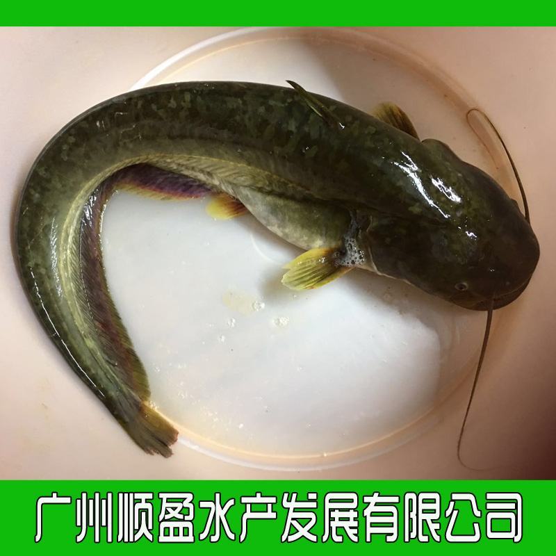 广东大口鲶鱼苗南方大口鲶黄鲶河鲶杂交鲶鱼苗活体养殖