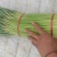 红帽蒜薹精品只做精品一手货源大量供货价格有优势