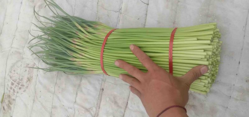 红帽蒜薹精品只做精品一手货源大量供货价格有优势
