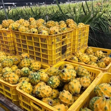 高品质燕窝果/广东省湛江市硇洲岛精品燕窝果