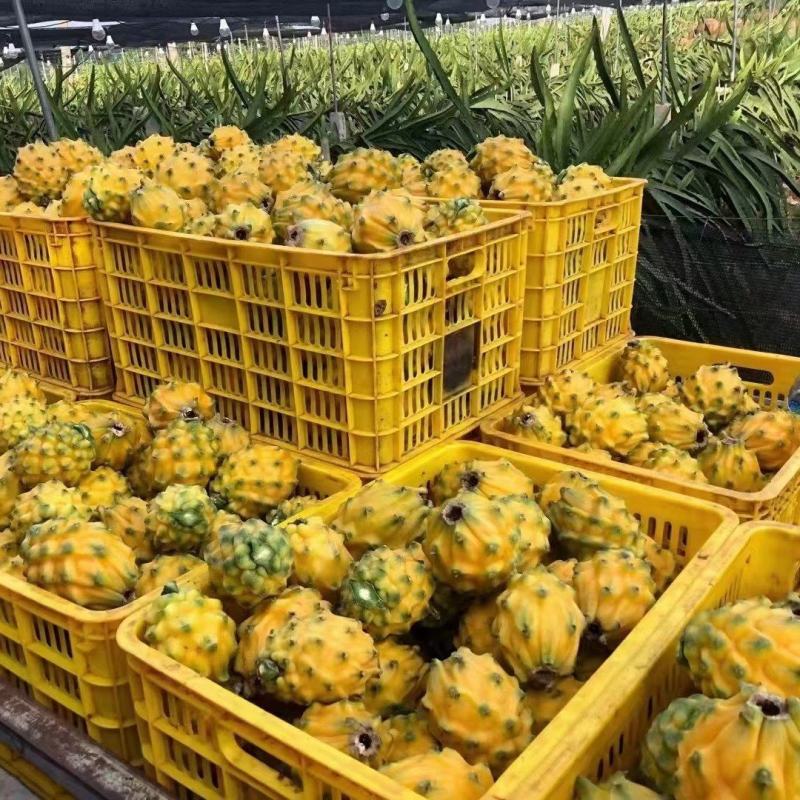 高品质燕窝果/广东省湛江市硇洲岛精品燕窝果