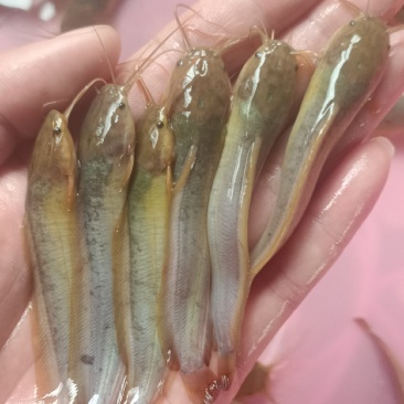 良种塘鲺苗快大三黄塘角鱼苗，生长速度快，杂交快大塘角鱼苗