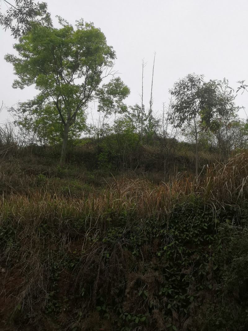绿化工程用苗，小叶朴树，生货