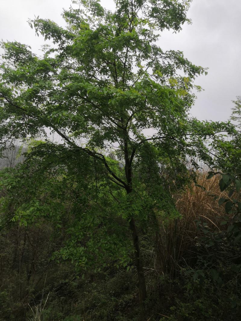 绿化工程用苗，小叶朴树，生货