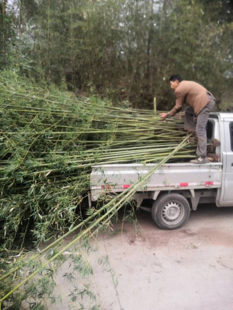 绿化工程用苗，斑竹5~6m。也可菜架竹