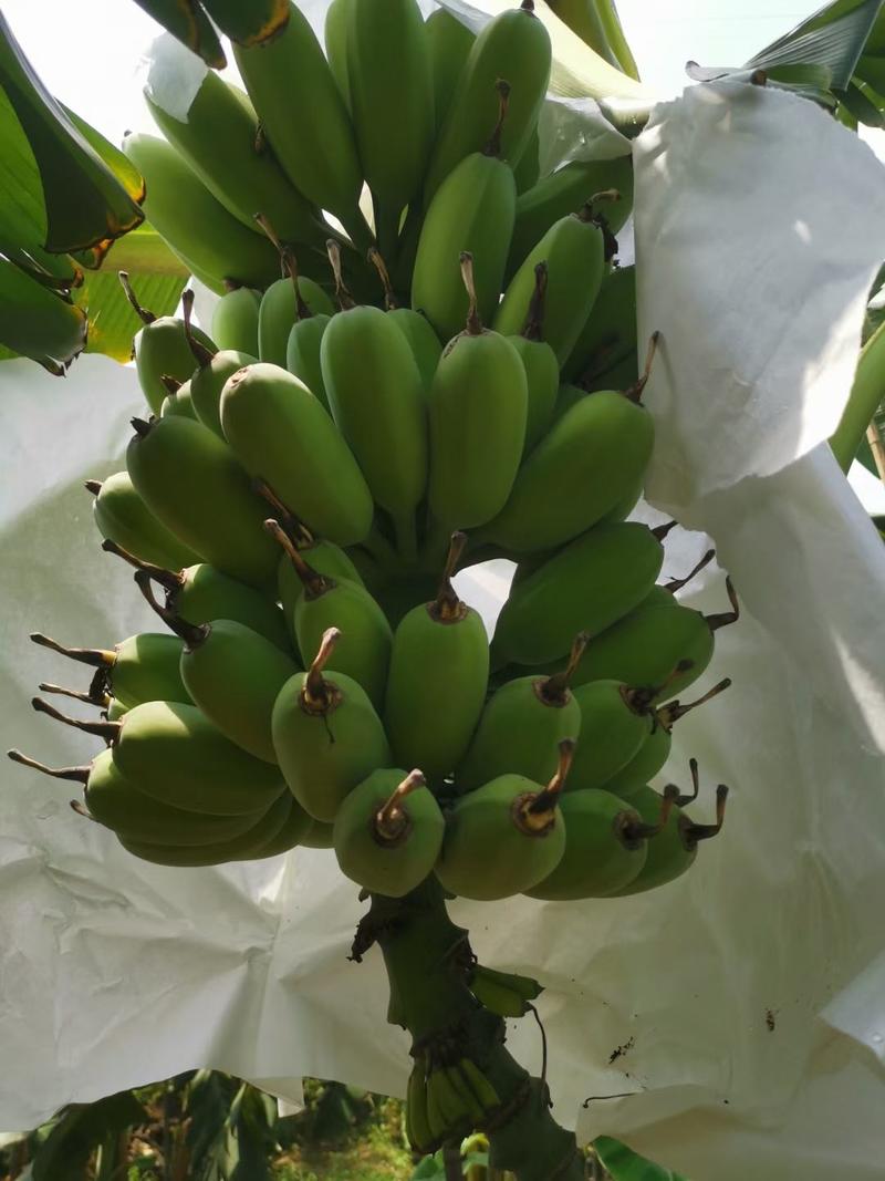 广东省湛江市硇洲岛精品苹果蕉/苹果蕉大量上市