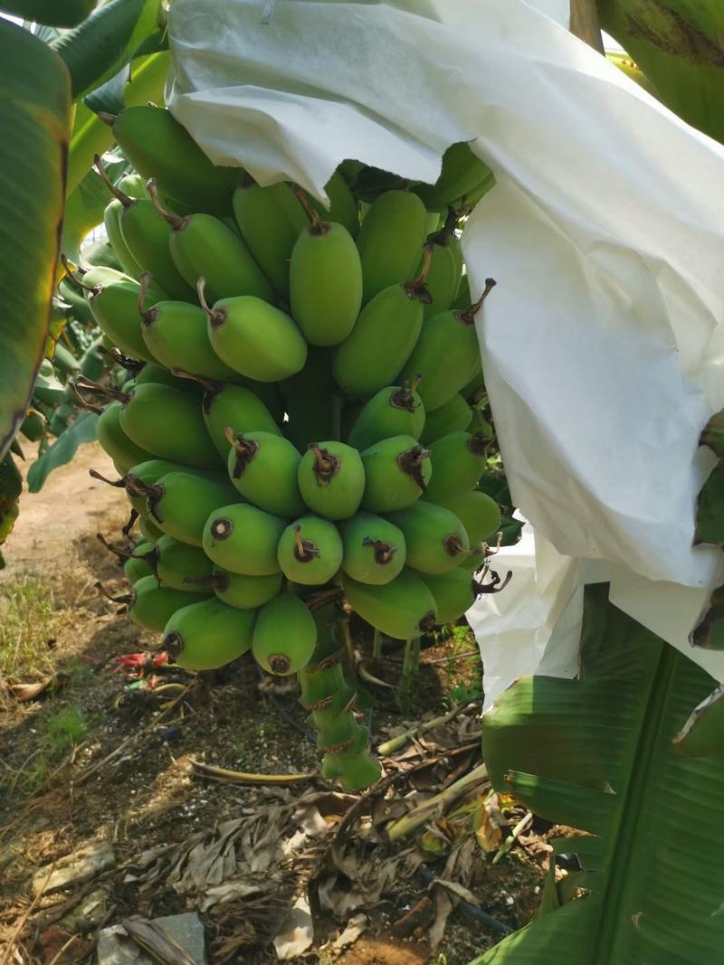 广东省湛江市硇洲岛精品苹果蕉/苹果蕉大量上市