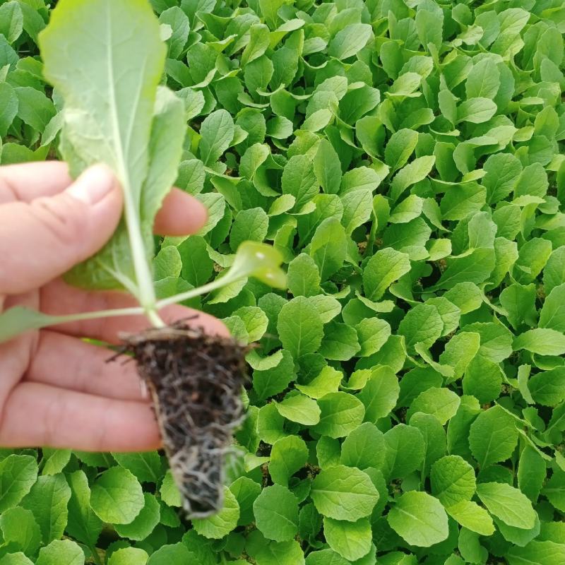 大白菜苗基地直发提供技术指导可视频看苗