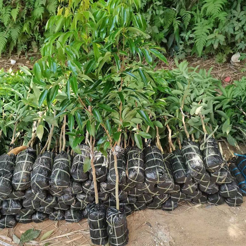 新品种冰荔荔枝树苗仙进奉越州红荔枝苗正品保证，假一赔三