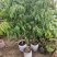 新品种冰荔荔枝树苗仙进奉越州红荔枝苗正品保证，假一赔三
