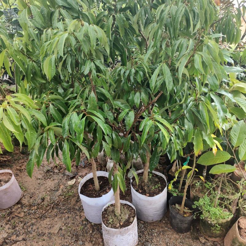新品种冰荔荔枝树苗仙进奉越州红荔枝苗正品保证，假一赔三