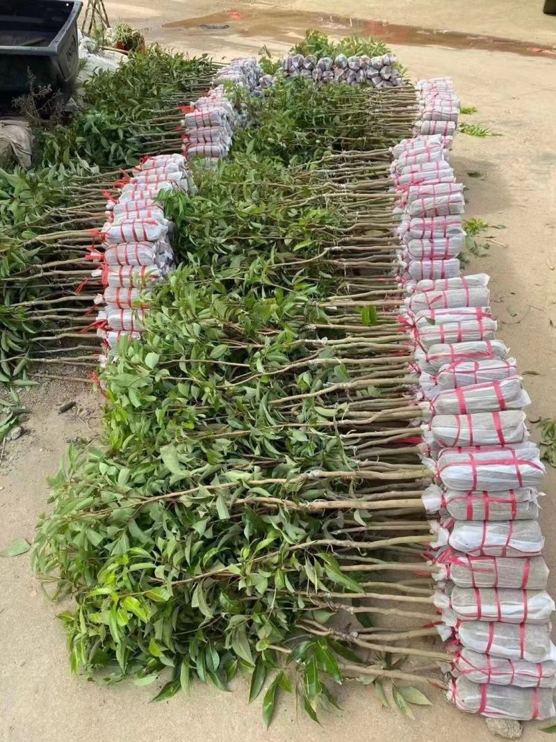 新品种冰荔荔枝树苗仙进奉越州红荔枝苗正品保证，假一赔三