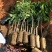 新品种冰荔荔枝树苗仙进奉越州红荔枝苗正品保证，假一赔三