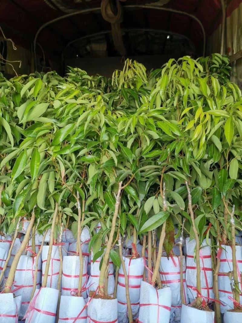 新品种冰荔荔枝树苗仙进奉越州红荔枝苗正品保证，假一赔三
