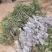 新品种冰荔荔枝树苗仙进奉越州红荔枝苗正品保证，假一赔三