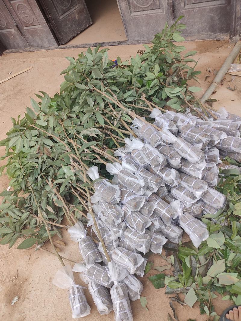 新品种冰荔荔枝树苗仙进奉越州红荔枝苗正品保证，假一赔三
