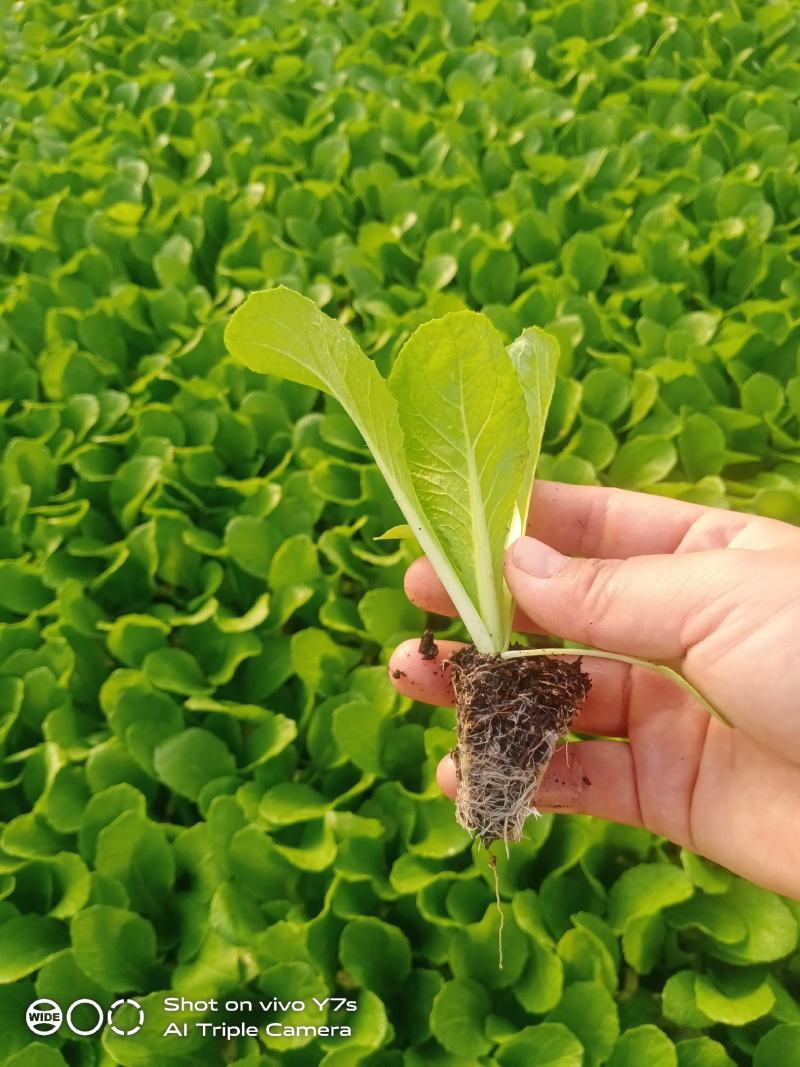 大白菜苗基地直发提供技术指导可视频看苗