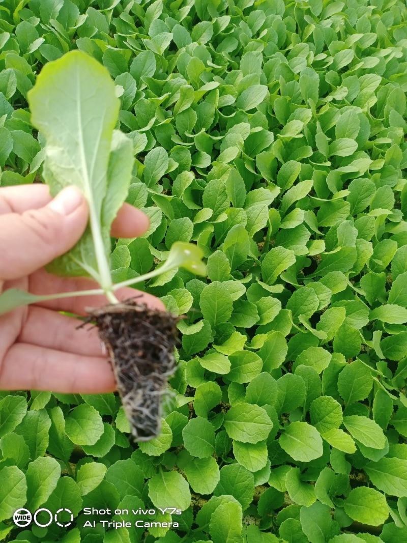 大白菜苗基地直发提供技术指导可视频看苗