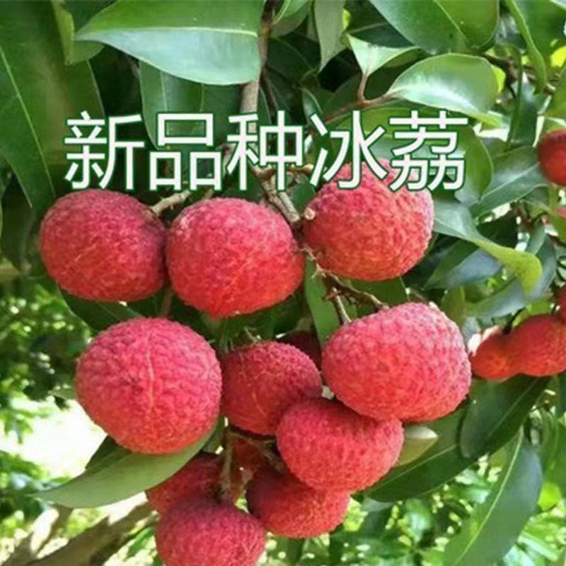 新品种冰荔荔枝树苗仙进奉越州红荔枝苗正品保证，假一赔三