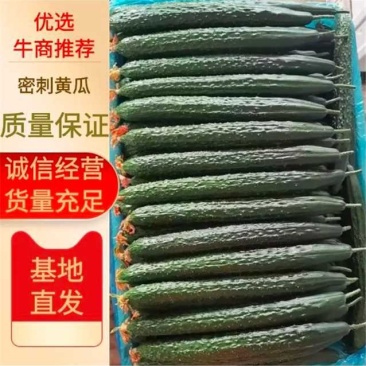 夏邑县黄瓜大量上市，质量好，价格优，欢迎全国客商前来采购