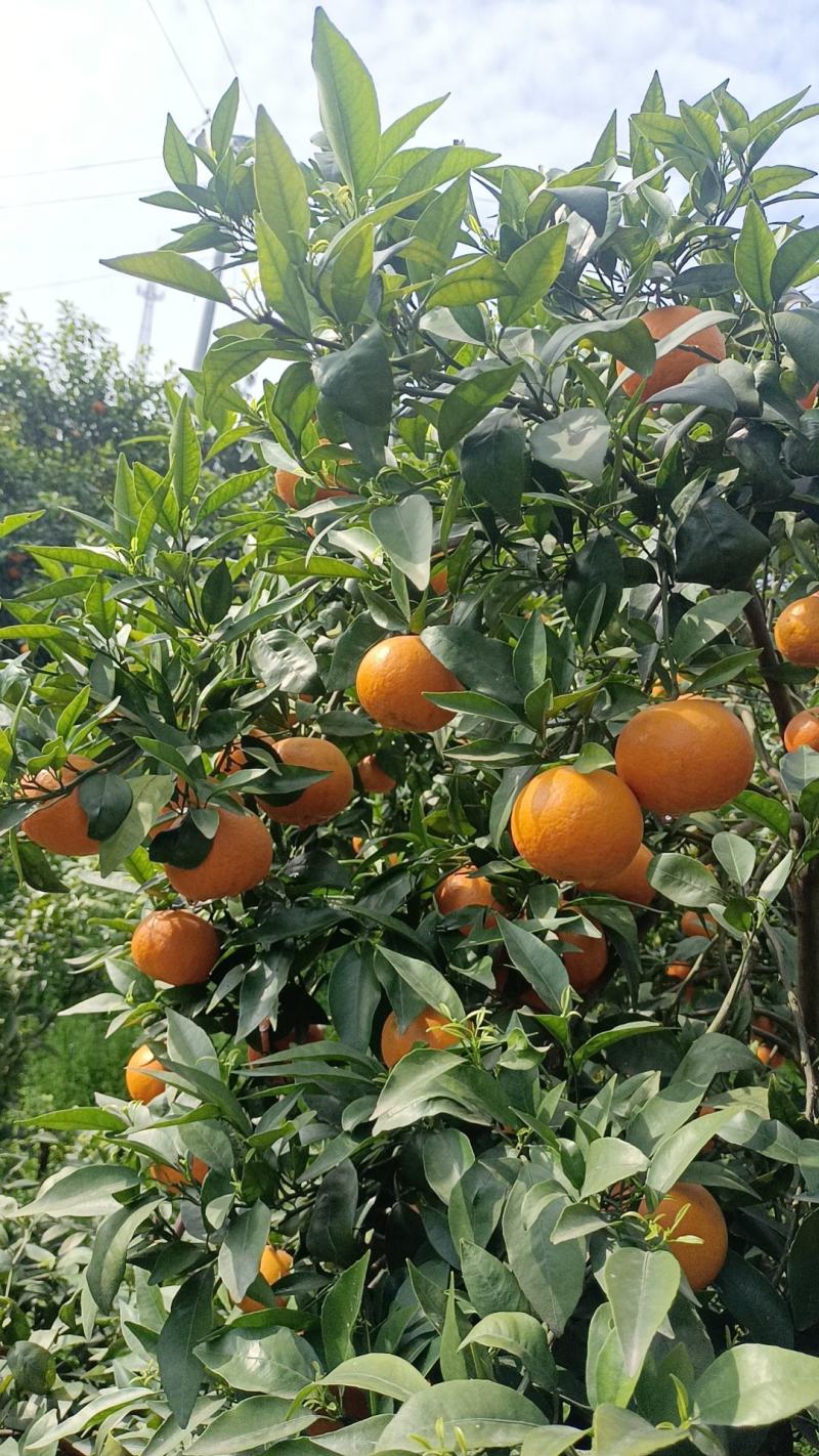 沃柑。高山黄土果大色红汁多味甜，糖分达标果味纯正，欢迎各