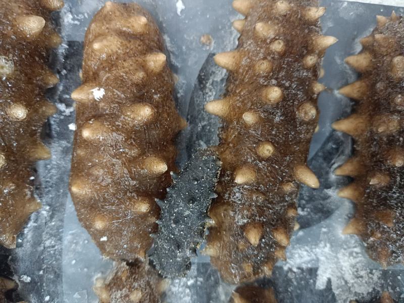 大连海参