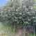 紫叶稠李大量现货