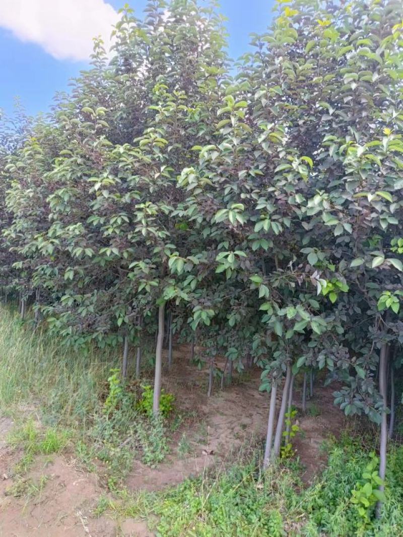 紫叶稠李大量现货