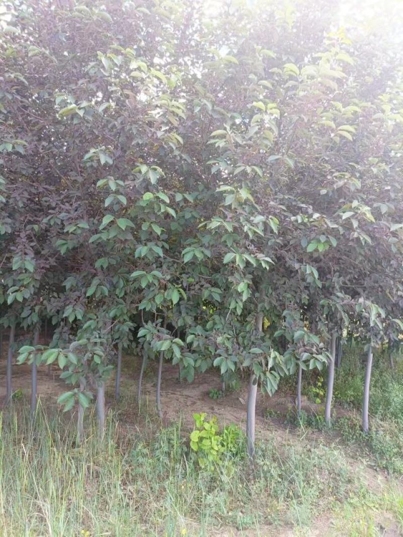 紫叶稠李大量现货