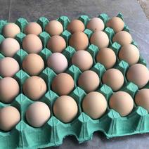 自家养殖新杨黑土鸡蛋蛋黄双色色度12～13