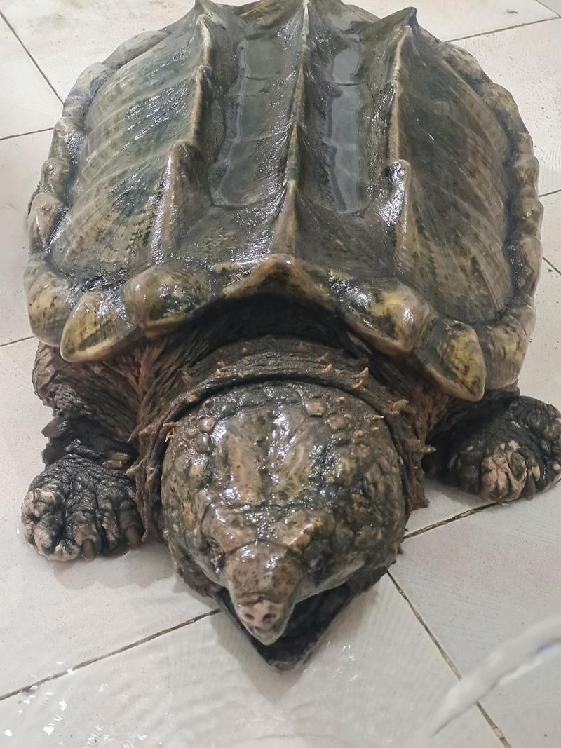 大鳄龟真鳄龟60斤大鳄公龟