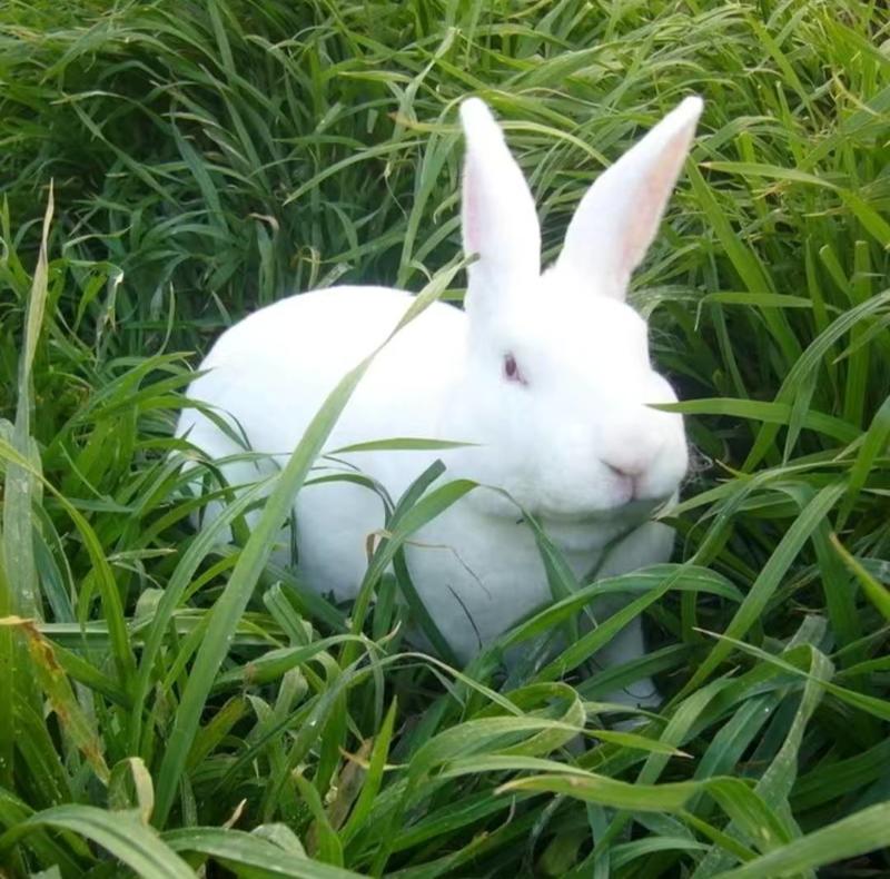 新西兰种兔养殖需要养殖兔子联系