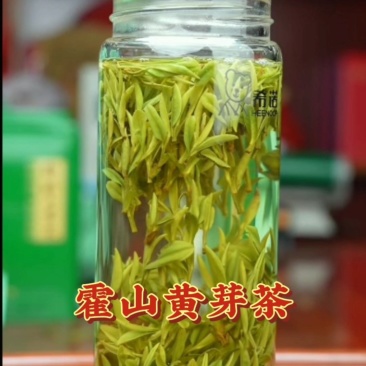 富强生态农业霍山黄芽茶品质好口感香而甜美