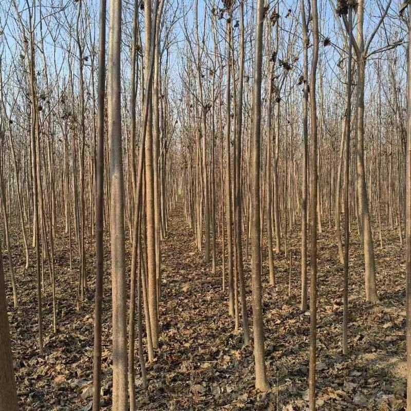楸树