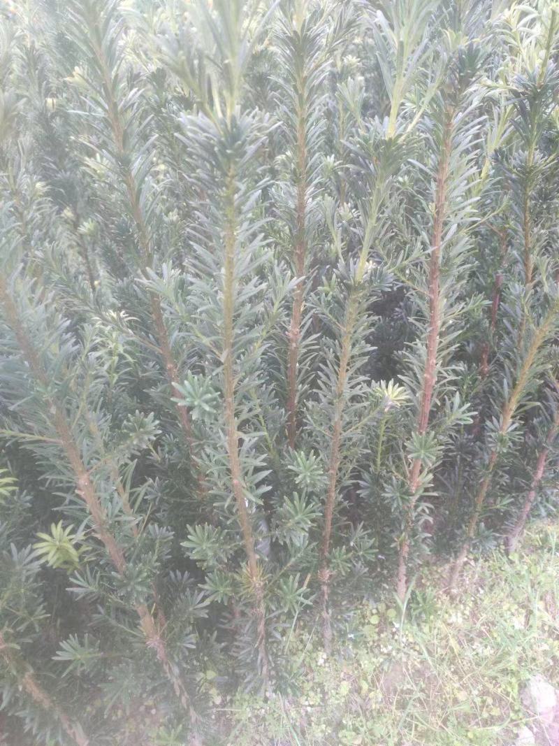 罗汉松苗/罗汉松苗