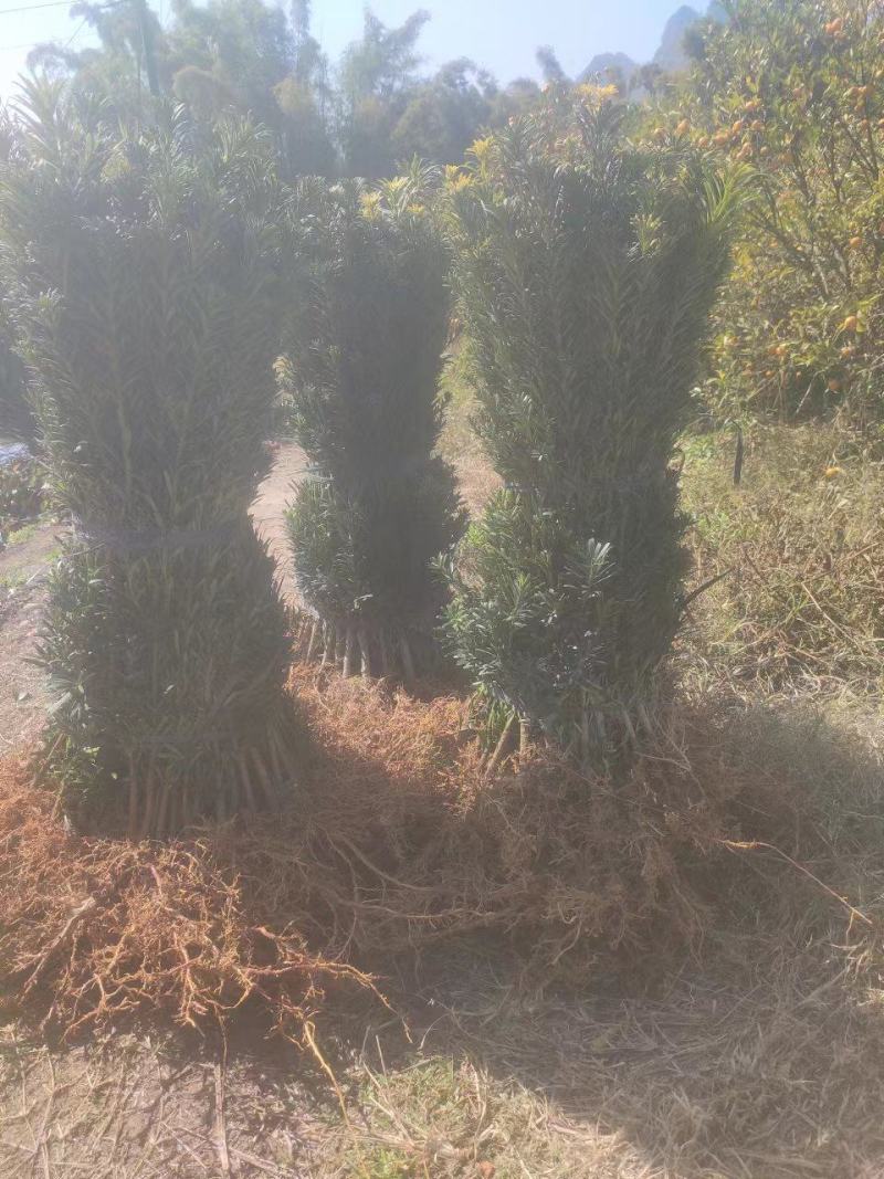 罗汉松苗/罗汉松苗