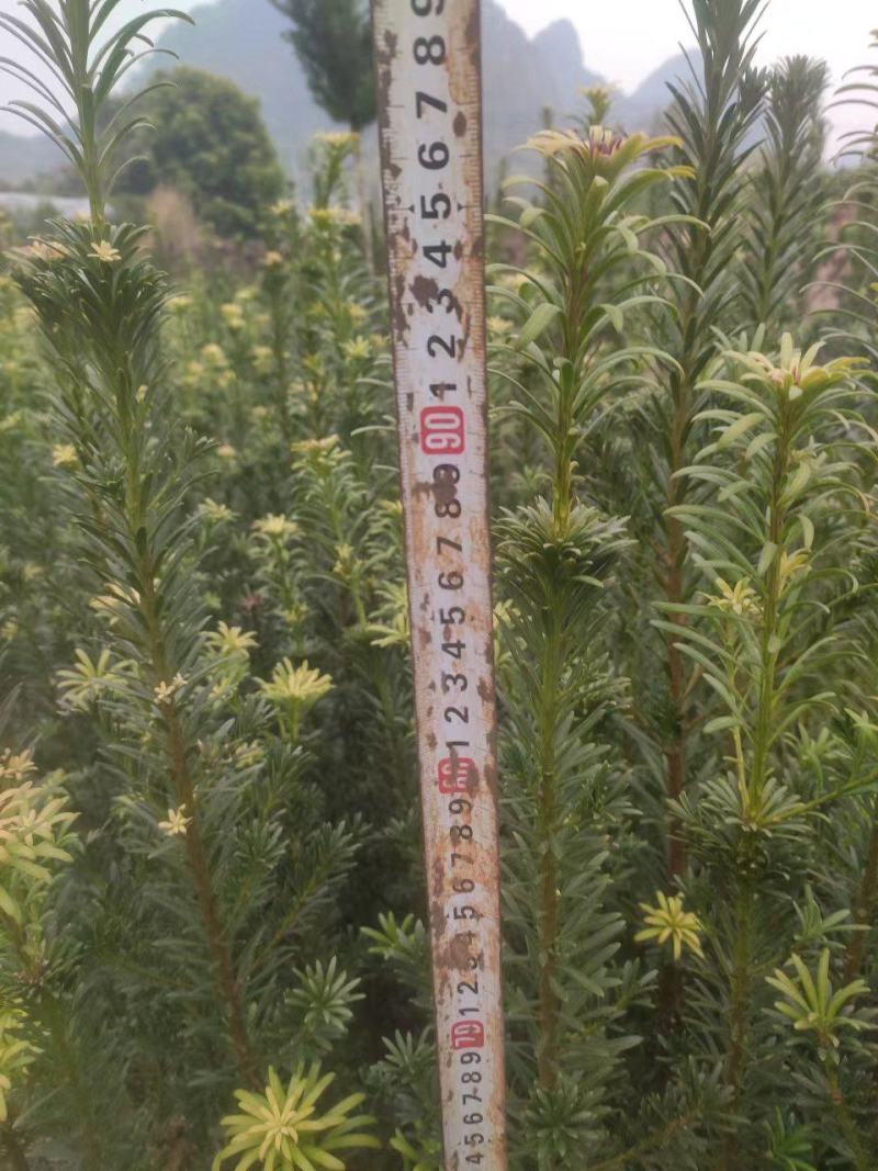 罗汉松苗/罗汉松苗