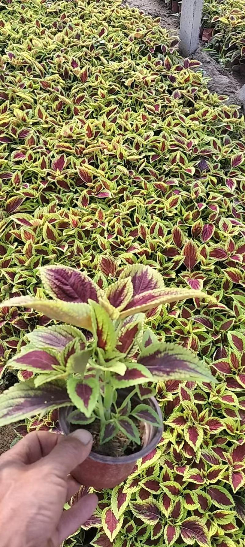 彩叶草观叶花镜花束穴盘苗青州花卉