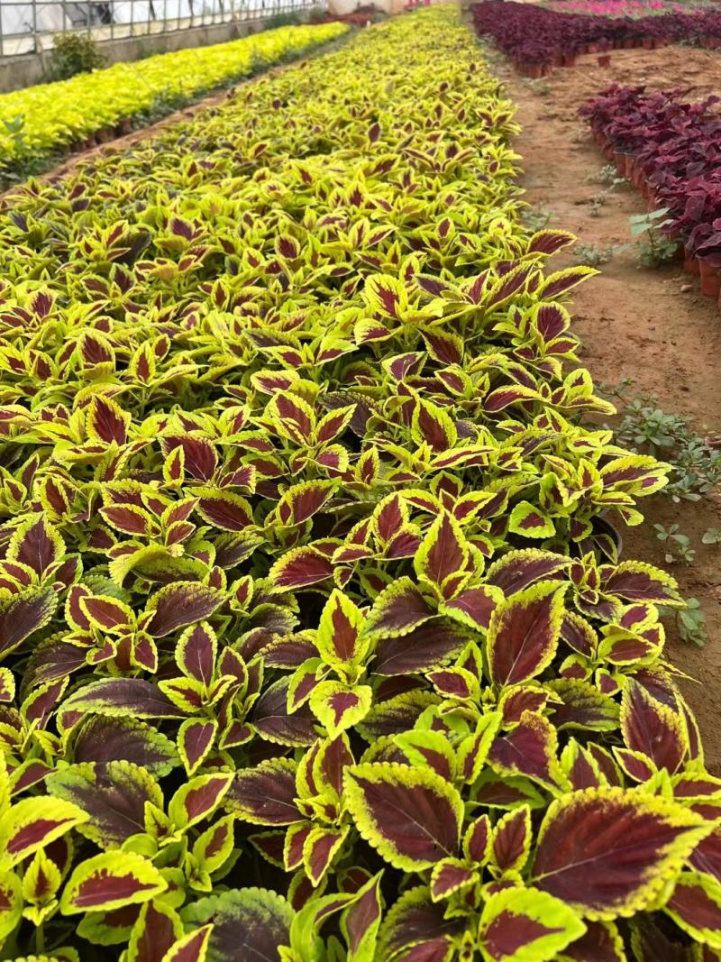 彩叶草观叶花镜花束穴盘苗青州花卉