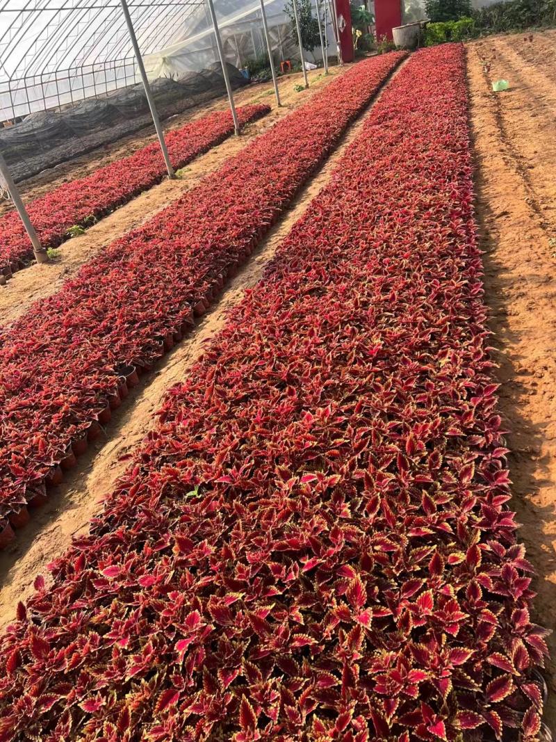 彩叶草观叶花镜花束穴盘苗青州花卉